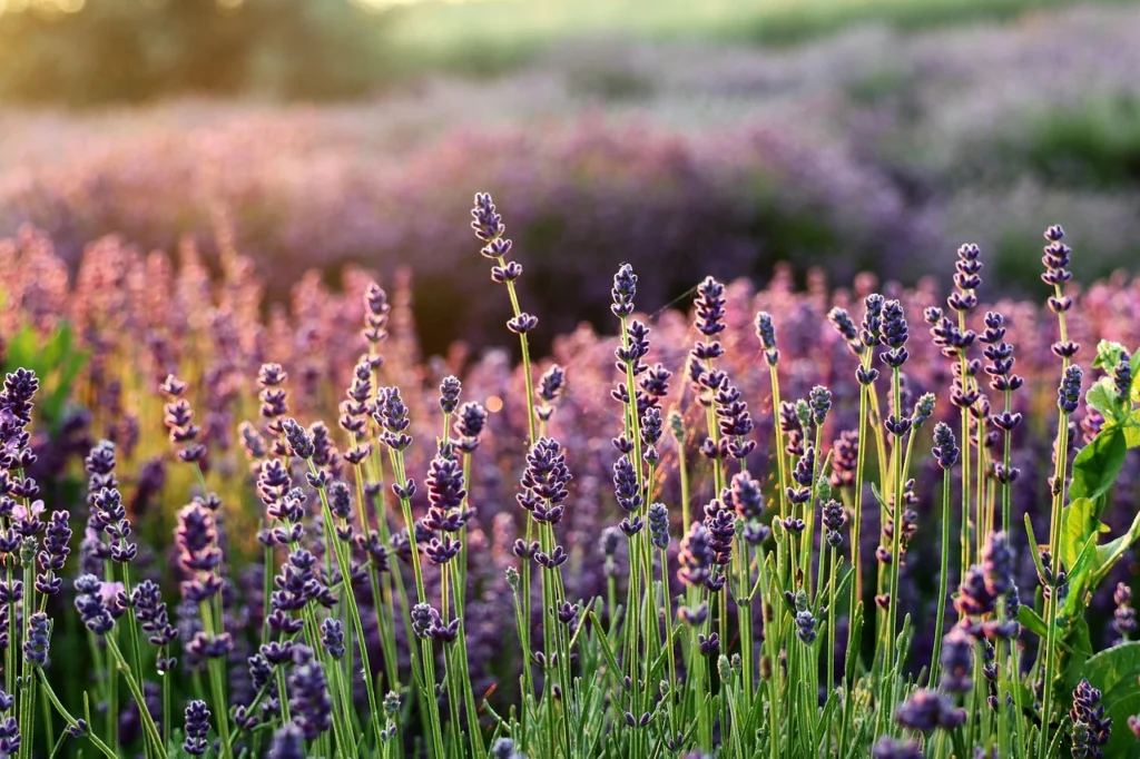 Ramillete de flores de lavanda moradas
