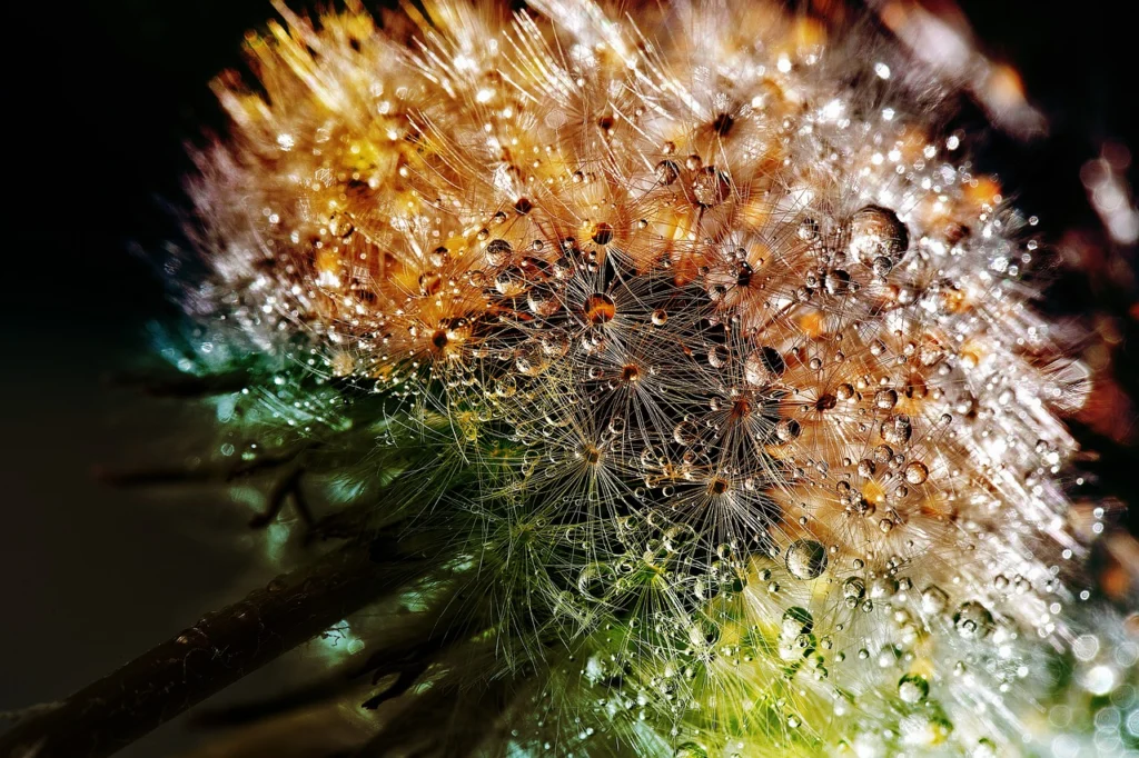 Flor amarilla de diente de león en el césped