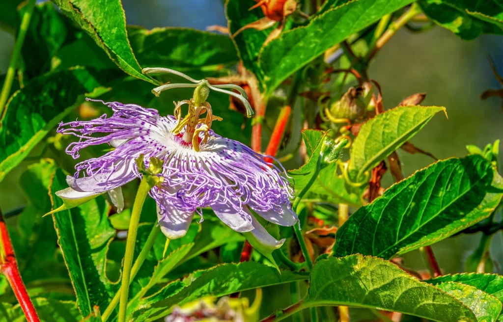 Flor de pasiflora blanca y morada abierta