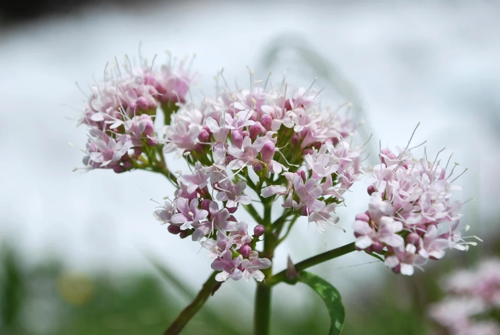Planta de valeriana con flores blancas y rosadas